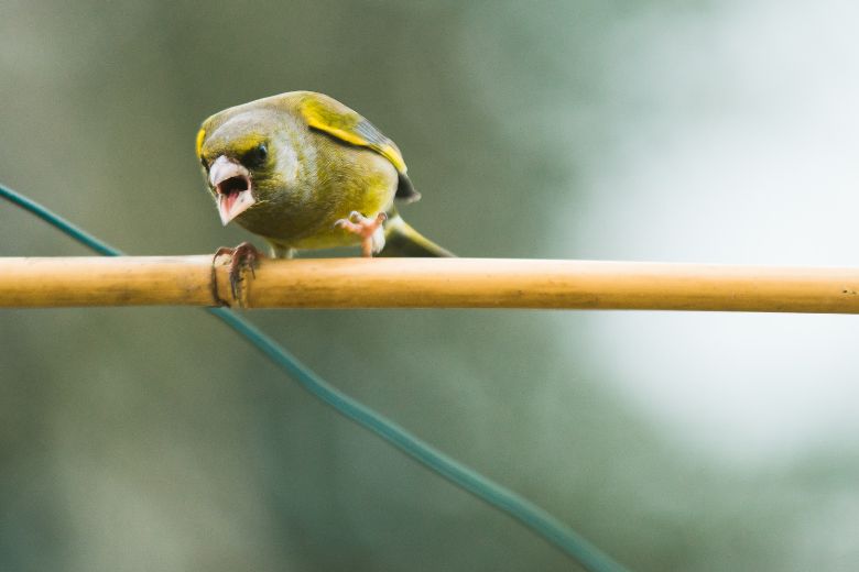 Een boze vogel in de buurt? Zo voorkom je dat je wordt aangevallen
