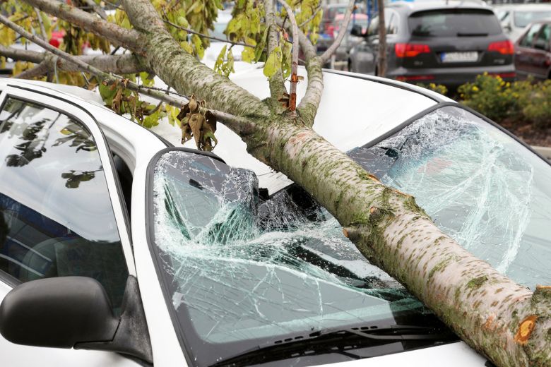 Vrouw overleden door omgevallen boom op auto