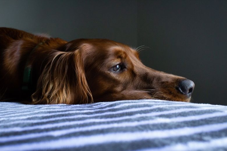 Hartverscheurend: hond wacht in ziekenhuis op overleden baas