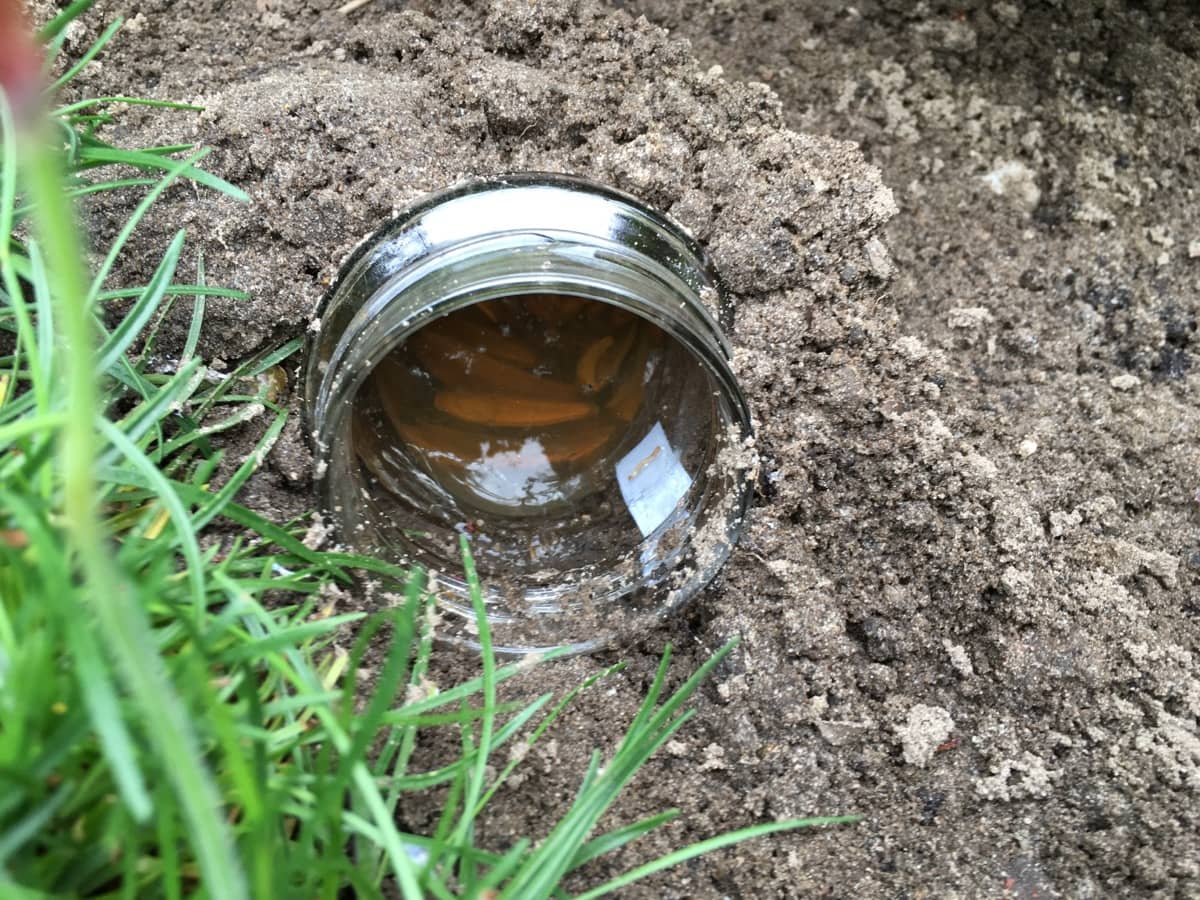 Last van slakken in de tuin? Dat is simpel op te lossen met deze fantastische tip!