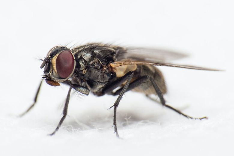 Heeft er een vlieg op je eten gezeten? Nooit meer opeten en dít is waarom