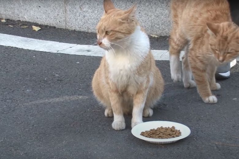 Deze dakloze kat neemt alleen eten uit een zakje aan en de reden is ontroerend 