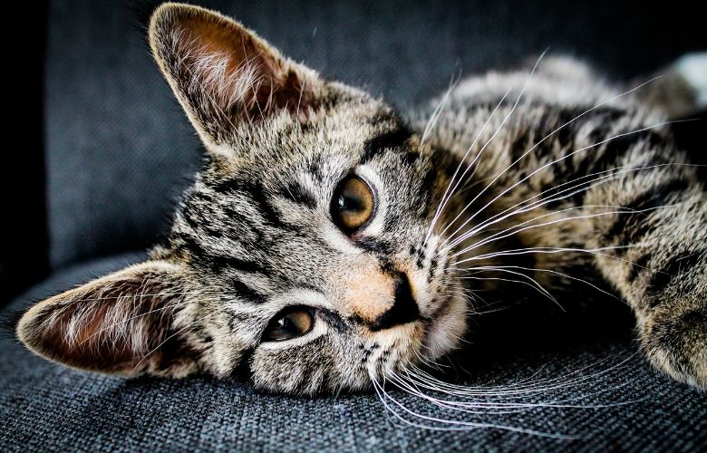 Heeft je kat vlooien? Zo verhelp je dat op een natuurlijke manier