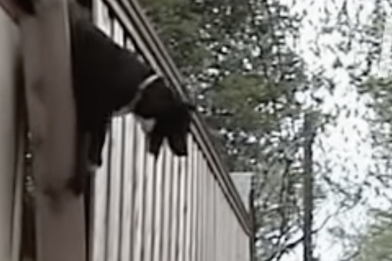 Man neemt schattige "puppy" mee naar huis, dit blijkt een gevaarlijke vergissing