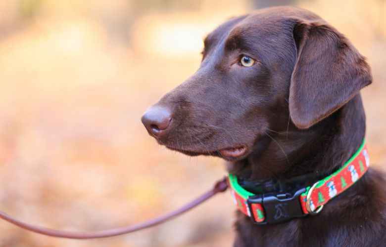 Elektronische halsband voor honden vanaf 1 juli 2020 verboden