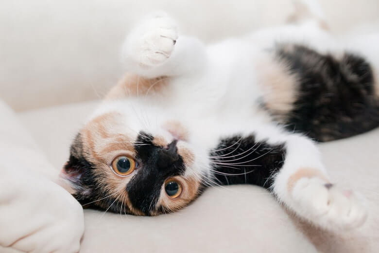 Bank vol dierenhaar? Deze goedkope en simpele oplossing heb je al in huis
