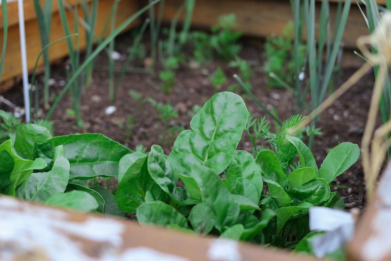 Heb je een moestuintje? Deze groente- en fruitsoorten en kruiden kun je in mei zaaien