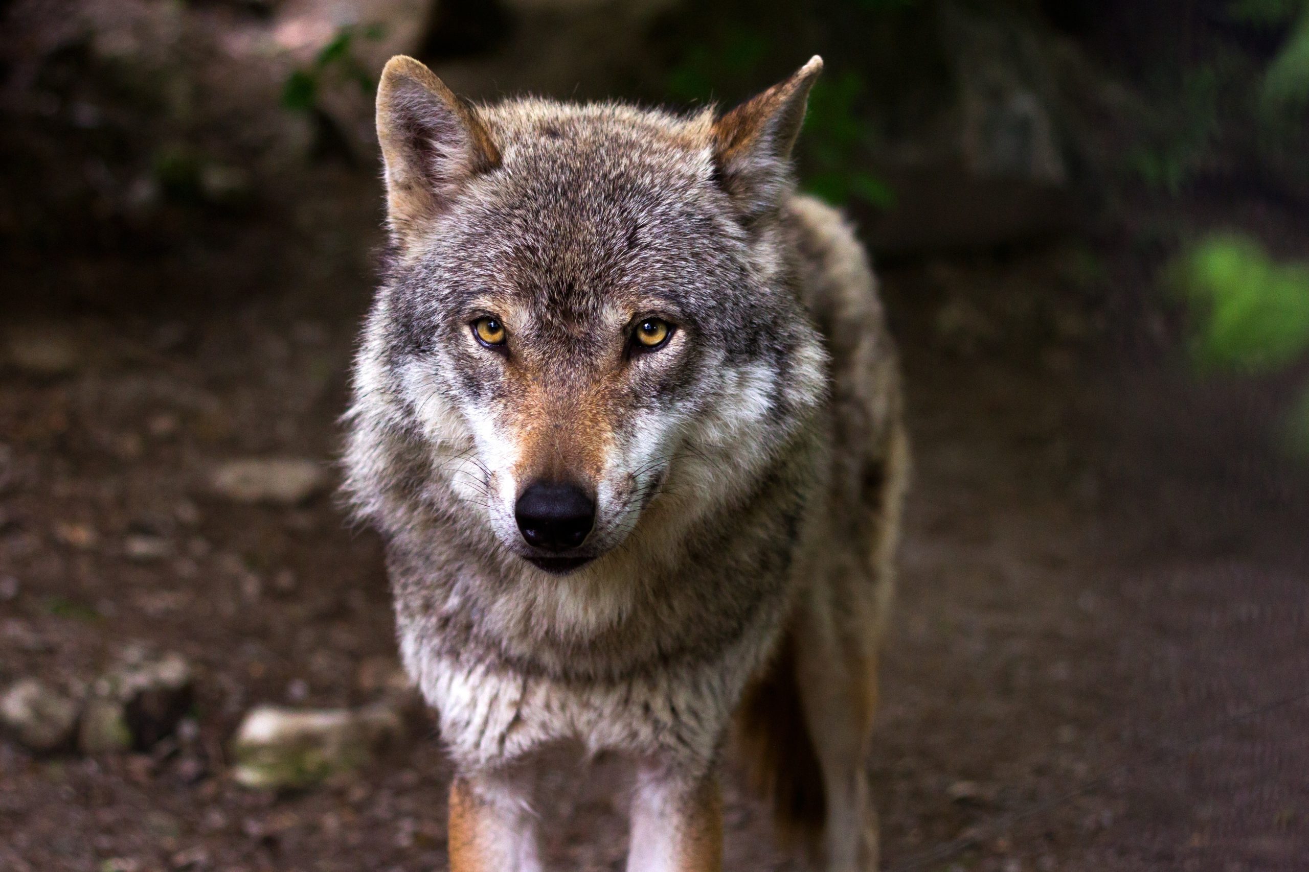 Afgesneden wolvenkop achtergelaten voor de deur van natuurbeschermingsorganisatie in Duitsland