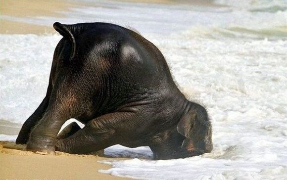 olifant