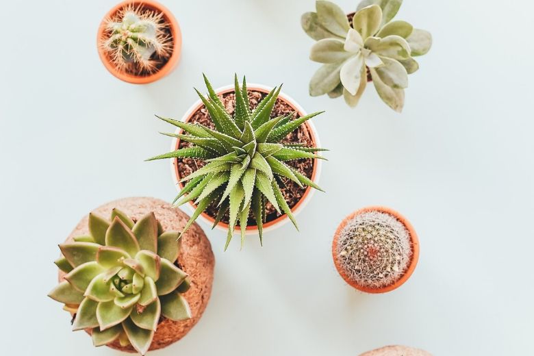 Blijkbaar val je makkelijker in slaap als je deze plant in je slaapkamer zet