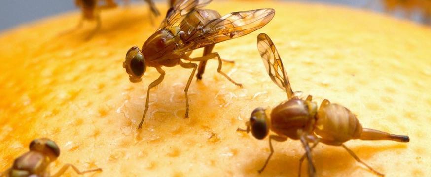 Weer last van fruitvliegjes? Met deze doe-het-zelf truc is dat direct verleden tijd!