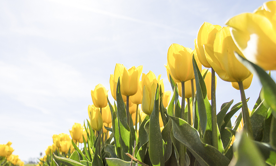 Op welke datum begint de lente eigenlijk?