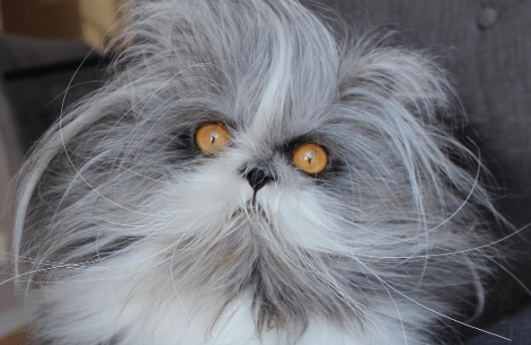 Het internet is in de war: staat hier nu een hond of een kat op de foto? Weet jij het?!