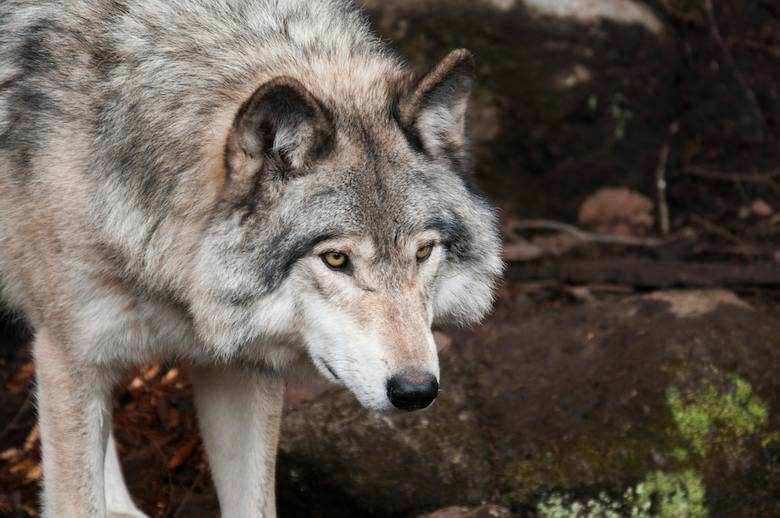 Staatsbosbeheer wil wolf uit de buurt van mensen houden met toeters en rotjes