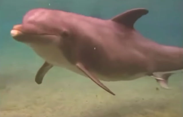 Deze dolfijn gedroeg zich vreemd in het water en toen ontdekten duikers waarom