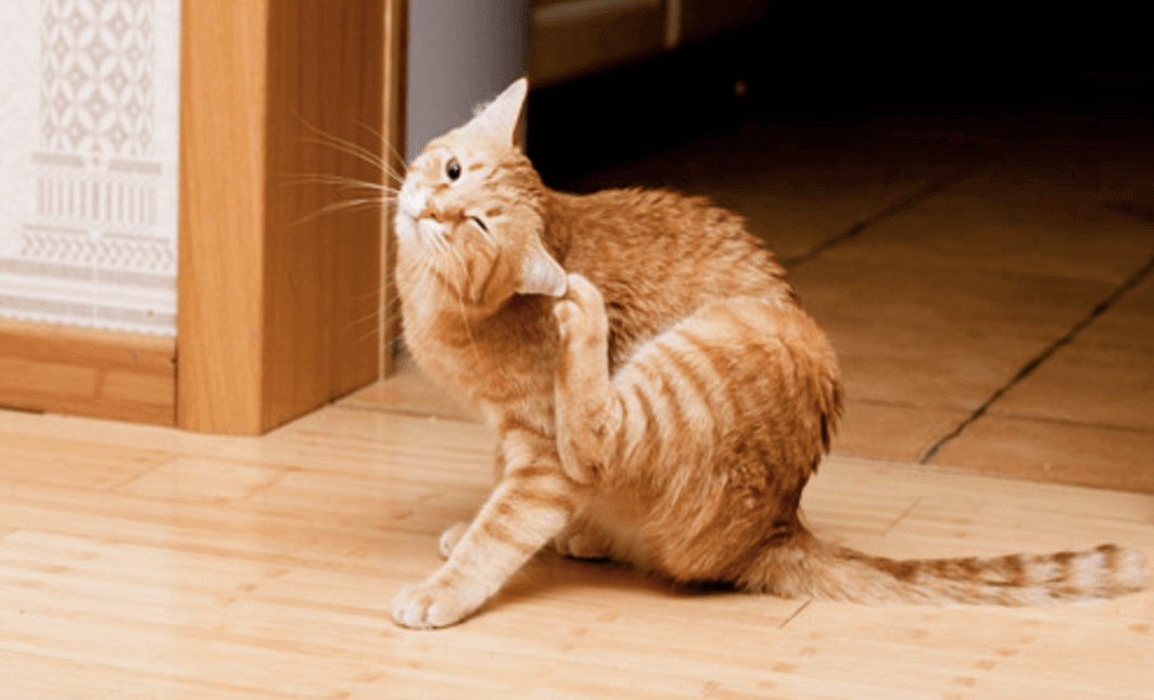 Zie je jouw poes of hond krabben? Dit trucje moet je dan eens proberen! Het heeft onze huisdieren al goed geholpen.