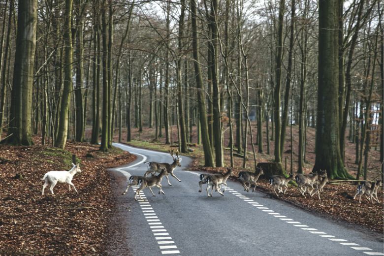 Een dier aangereden, wat nu?