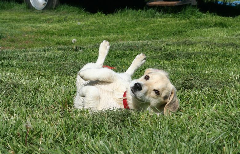 Zo kom je van de geur af als je hond door iets smerigs gerold heeft