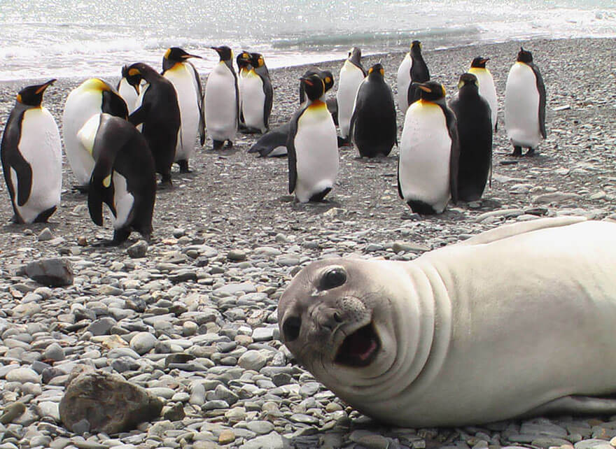 zeehond