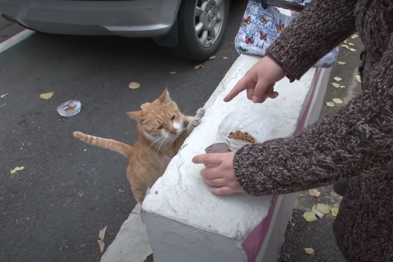 Deze dakloze kat neemt alleen eten uit een zakje aan en de reden is ontroerend 