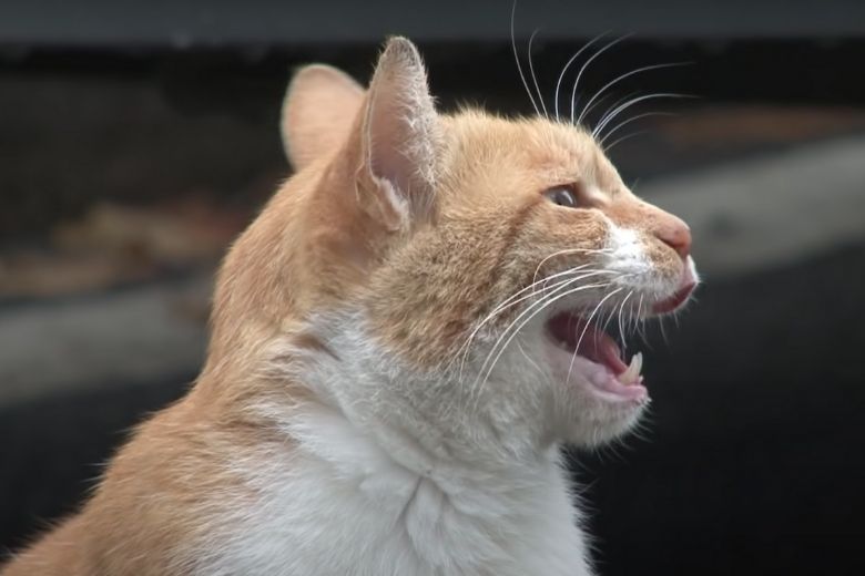 Deze dakloze kat neemt alleen eten uit een zakje aan en de reden is ontroerend 