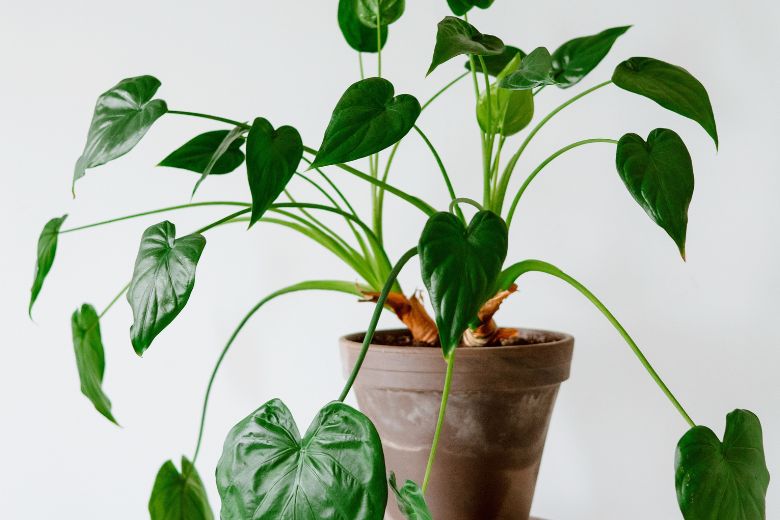 Dit zijn de 3 meest gemaakte fouten bij kamerplanten in huis