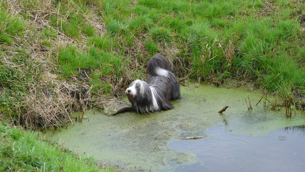 Heeft jouw hond ook lekker gezwommen in de warmte? Zo verhelp je de vieze natte-hond-geur! Dit is handig!