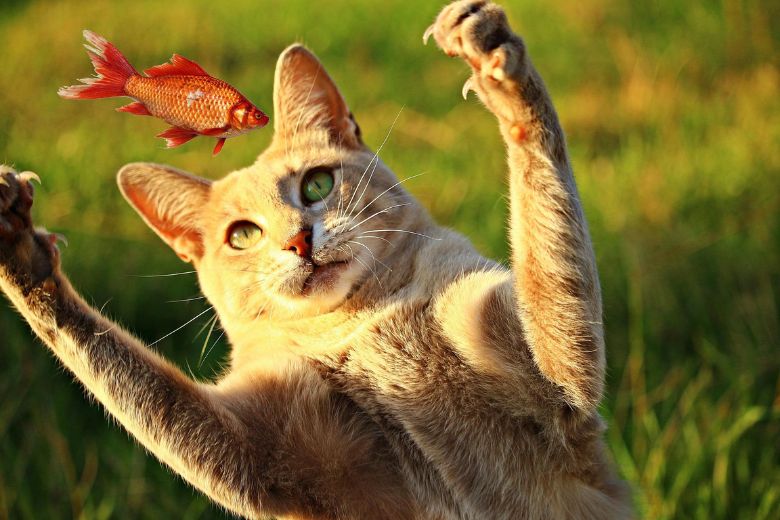Aha! Dit is de reden waarom katten zo gek zijn op vis