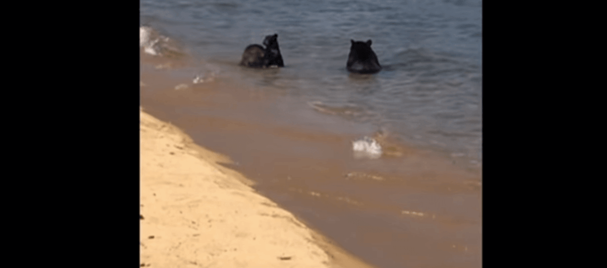 Het was berengezellig op het strand! Kijk eens wie hier een frisse duik komen nemen.