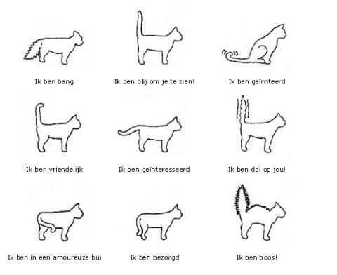 Katten praten met je via hun staart! Hoe ziet de staart van jouw kat er vaak uit? DIT zegt het!