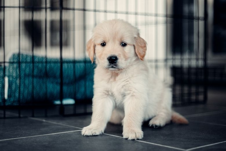 Steeds meer baasjes hebben spijt van ‘coronapuppy’