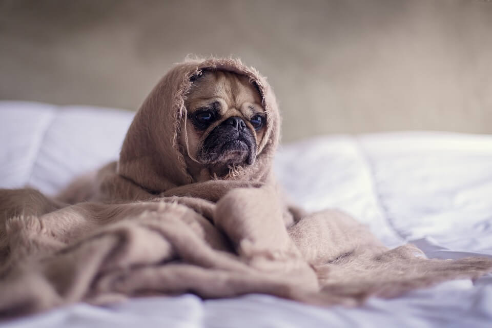 Let op: deze signalen duiden erop dat je hond de griep heeft