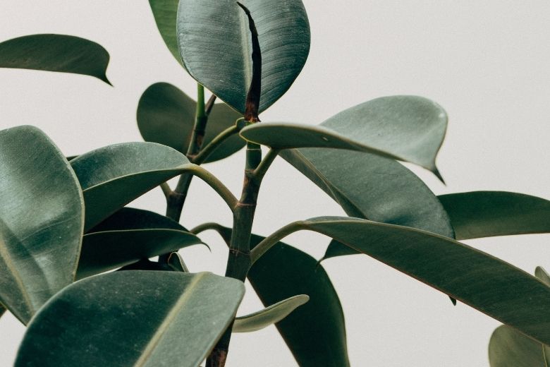 Plantenliefhebbers verzamelen! Planten met donkere bladen zijn in 