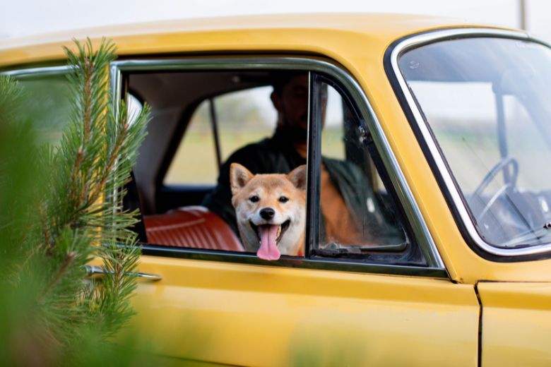 Huh: dronken automobilist zet hond achter stuur na aanhouding