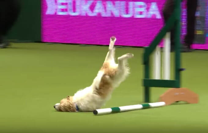 Hilarisch: deze Jack Russel steelt niet de (honden)show, maar wel ons hart