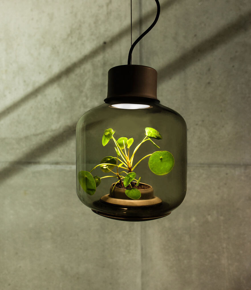 Wist je dat je ook echte planten in huis kunt hebben als je geen enkel zonlicht hebt? Dit is echt super leuk!