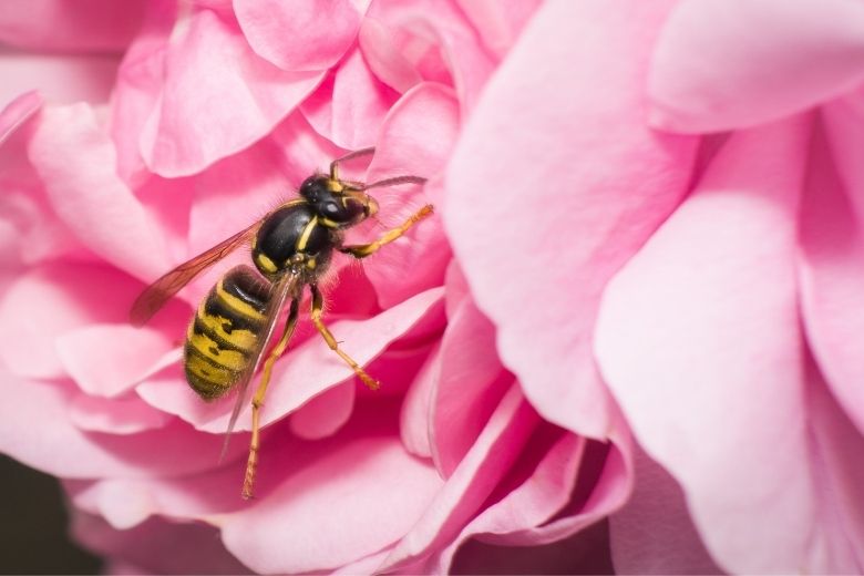 Komen wespen op zoete parfum af of niet? Dit is het antwoord