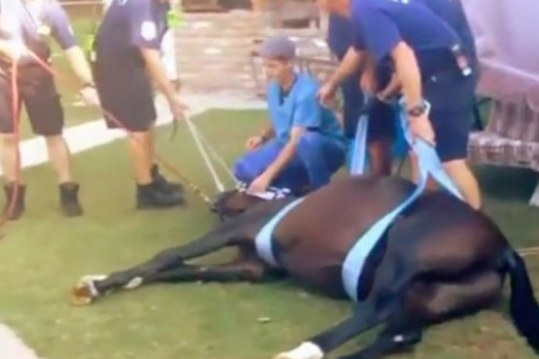 Moeder hoort duik in zwembad en vindt enorm beest binnenin!