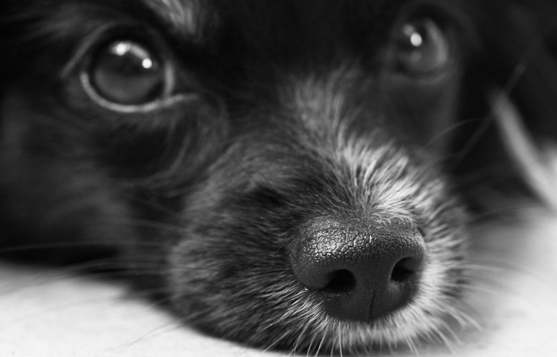 De 'snuit-challenge' is heel populair, maar is het wel veilig voor je hond?