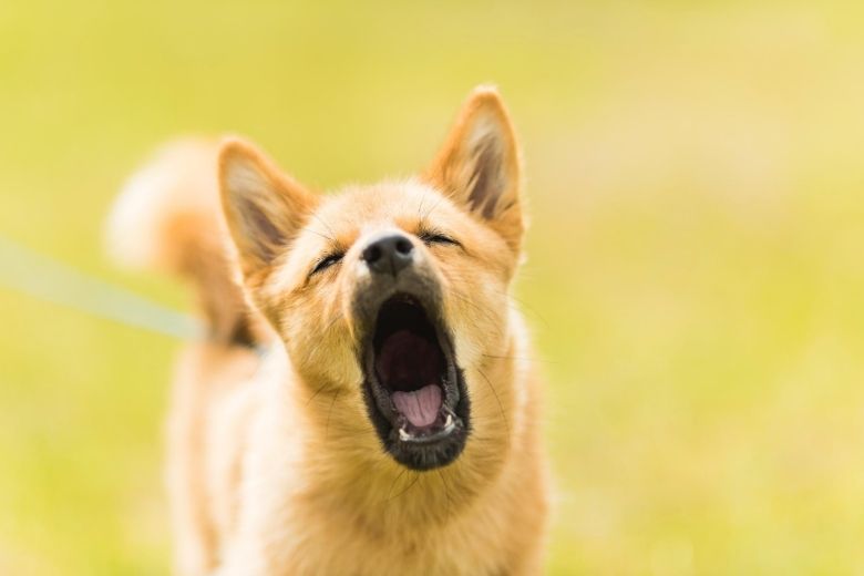 Nieuwe regel: blaft je hond te veel? Dan kan hij worden ingenomen door de gemeente