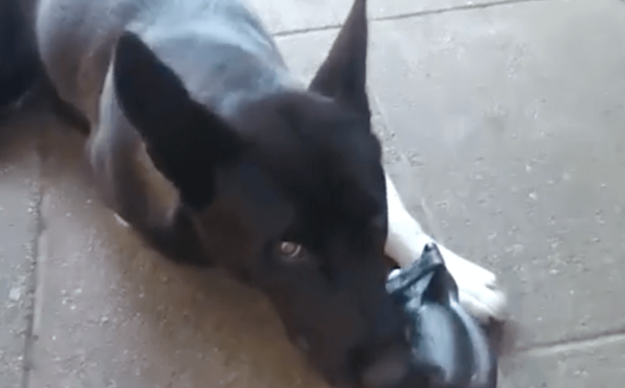 Verschrikkelijk: man geeft zijn hond dit anti-vlooienmiddel en moet haar laten inslapen