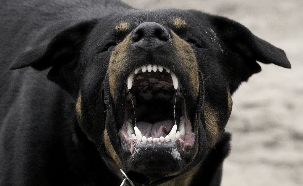 SCHOKKEND drama in Drenthe: peuter zwaargewond in ziekenhuis door agressieve honden!