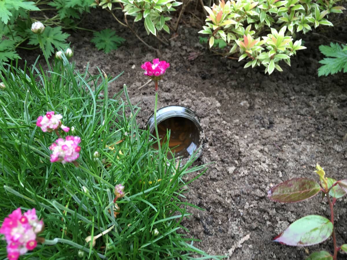 Last van slakken in de tuin? Dat is simpel op te lossen met deze fantastische tip!