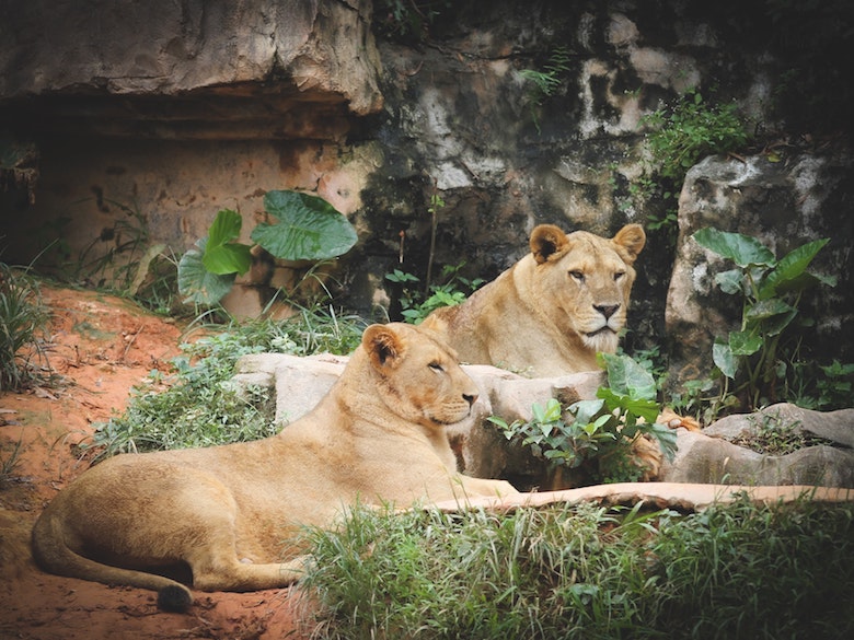 Verdrietig nieuws: dierentuin Artis moet afscheid nemen van leeuwen