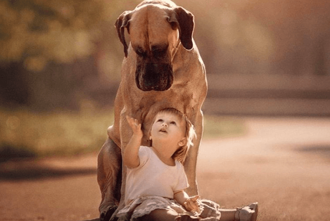 hond2
