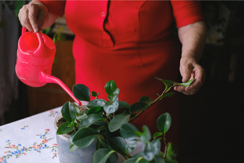Houd je planten in leven met déze vier tips