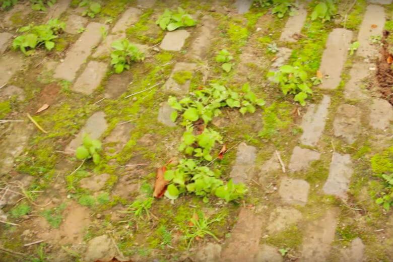 Met deze huis-tuin-en-keuken-middeltjes kun je gemakkelijk onkruid verdelgen
