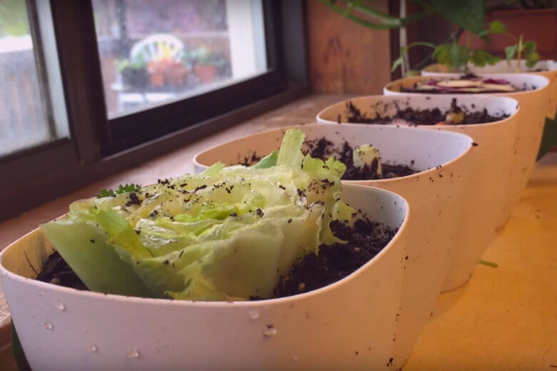 Zo maak je heel gemakkelijk een moestuin van restjes groente