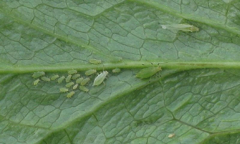 Last van mieren of bladluizen in de tuin? Geen probleem met DEZE super truc!