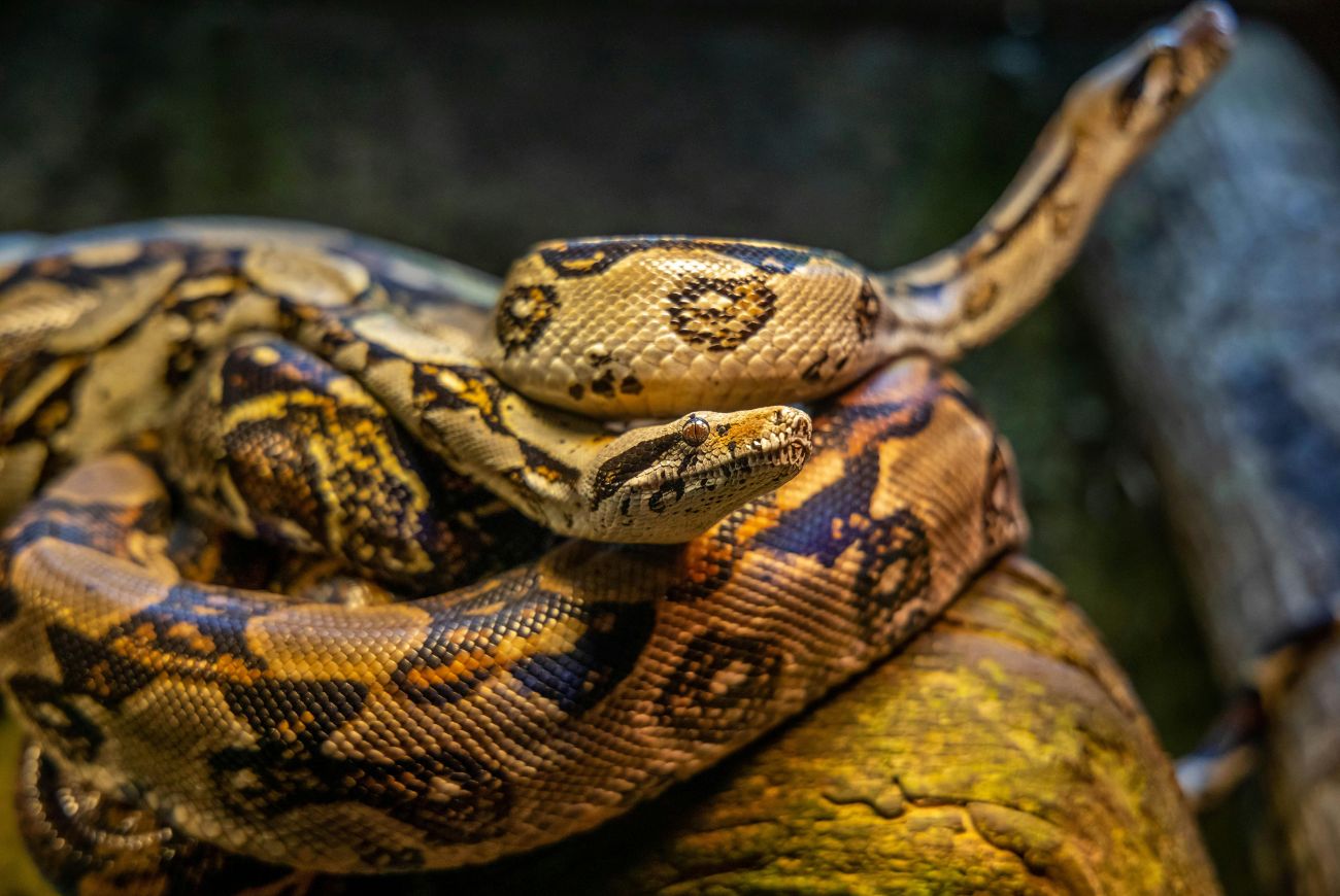 Eten we binnenkort écht pythonvlees?